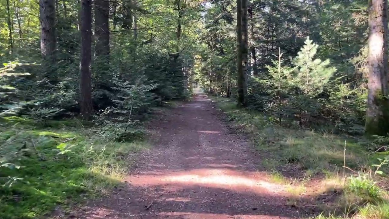 ASMR quiet Forest Walk in Vosges, France – Relaxing Nature Ambience
