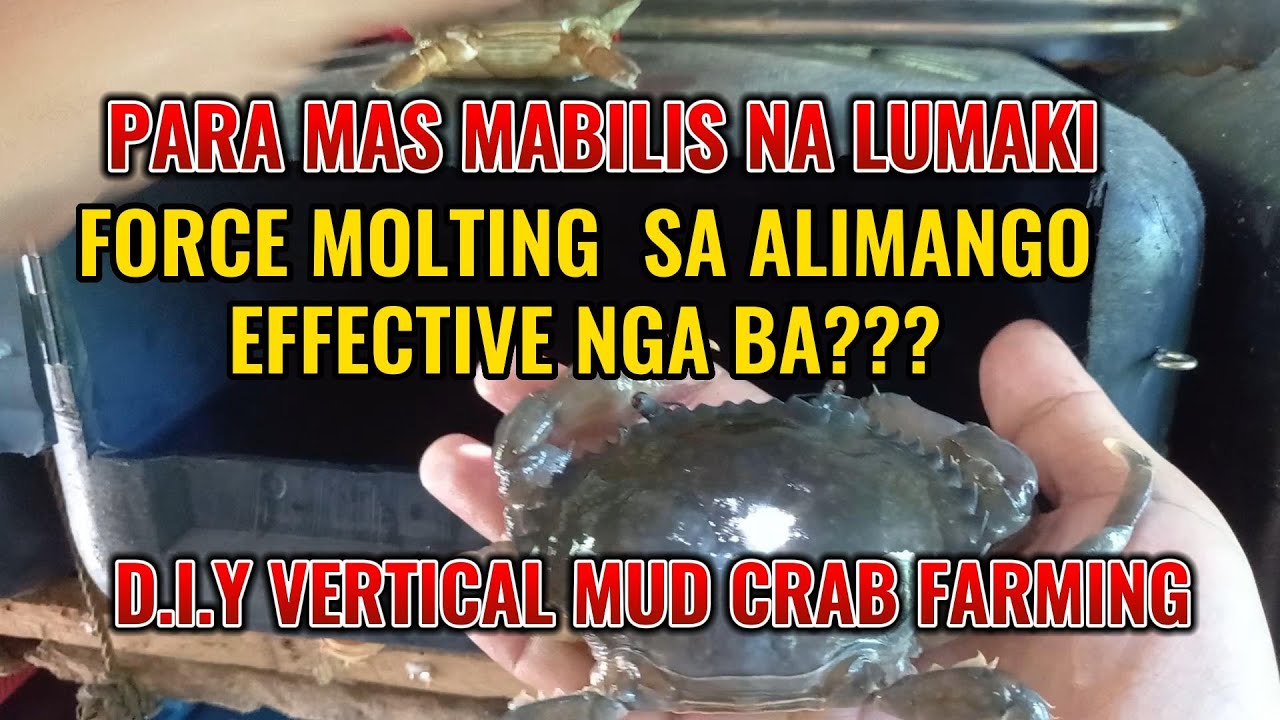 MUD CRAB (ALIMANGO) FORCE MOLTING VERTICAL MUD CRAB BACKYARD FARMING
