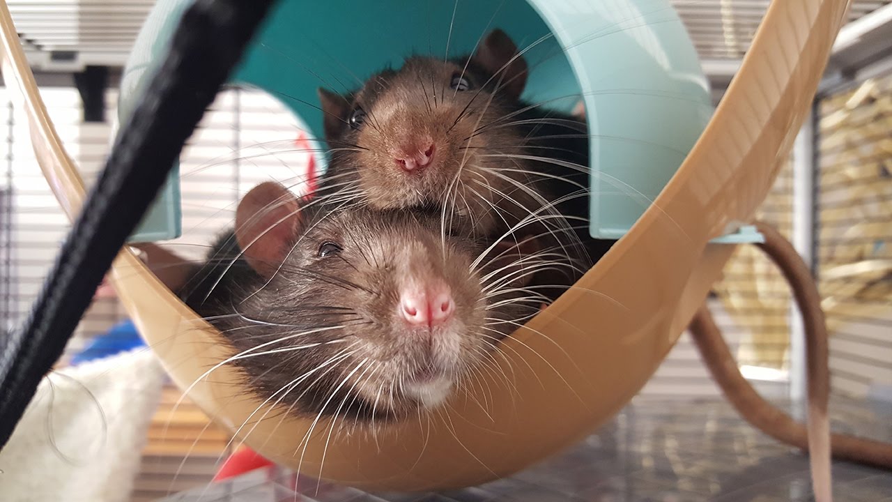 Mijn nieuwe huisdieren! | Dit zijn Timon en Pumbaa