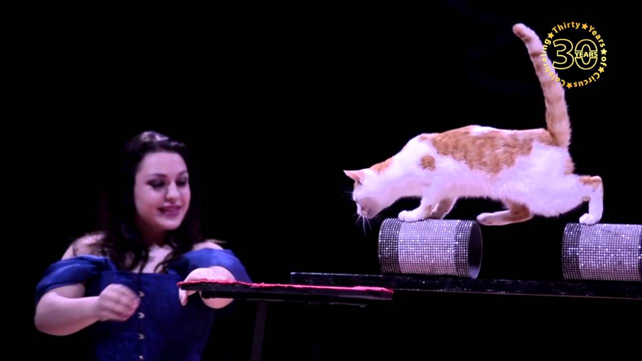 Zippos Circus CELEBRATION 2016 presents Roseline and Nora with their Pussycats
