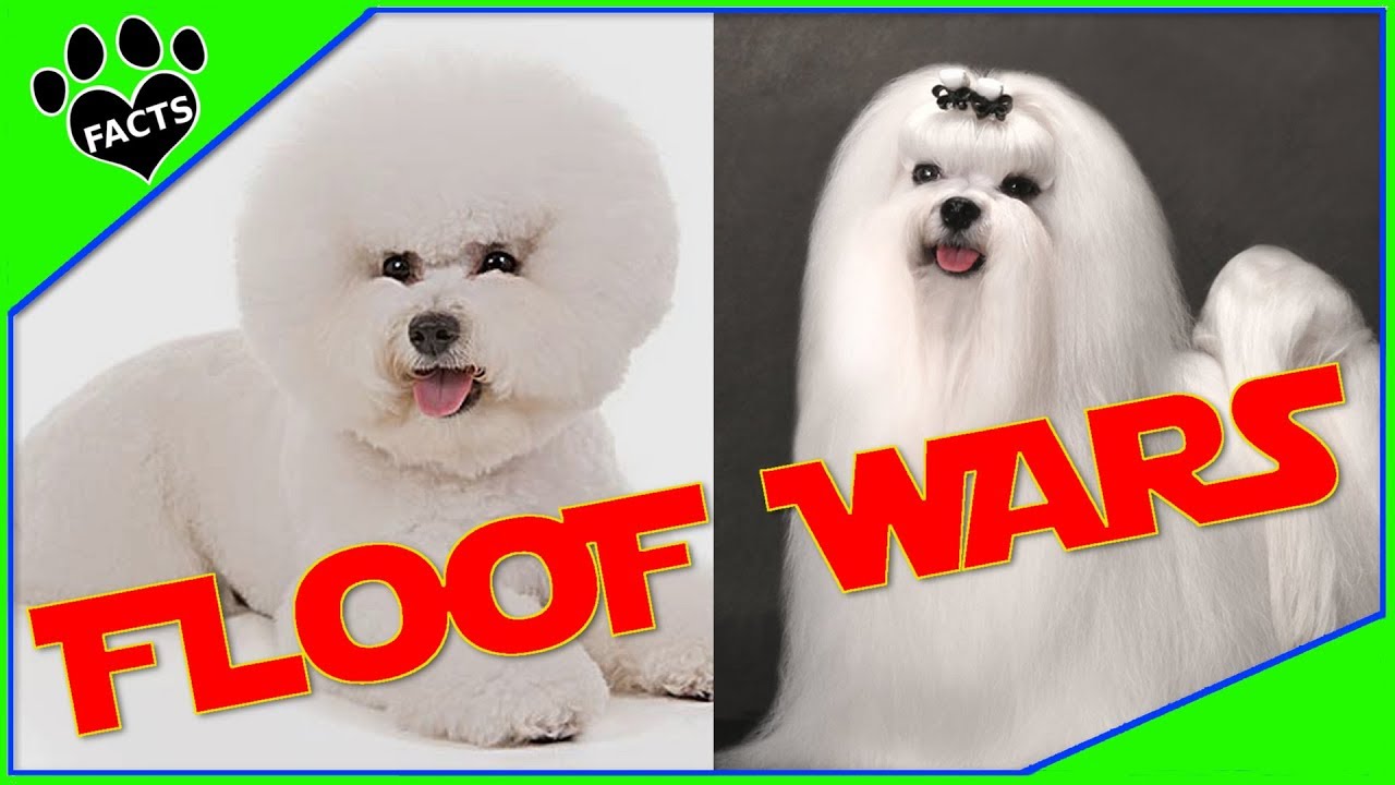 Bichon Frise vs Maltese: Which is Better? Dog vs Dog