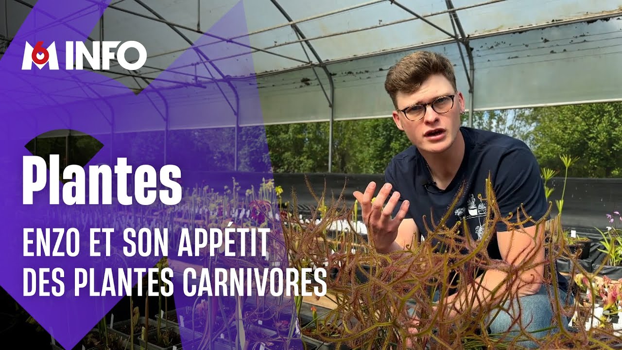 Enzo cultive des plantes carnivores