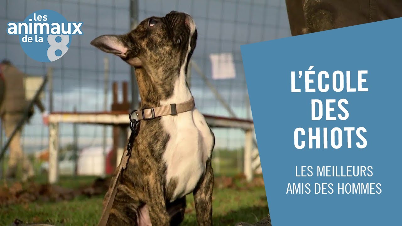 L'école des chiots - Les Animaux de la 8