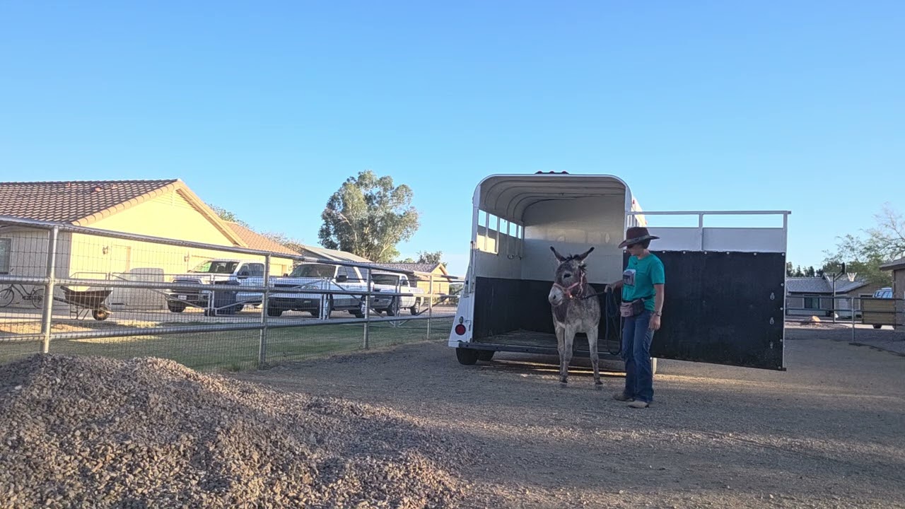 Trailer practice with BLM burro, Benny, 3/4 