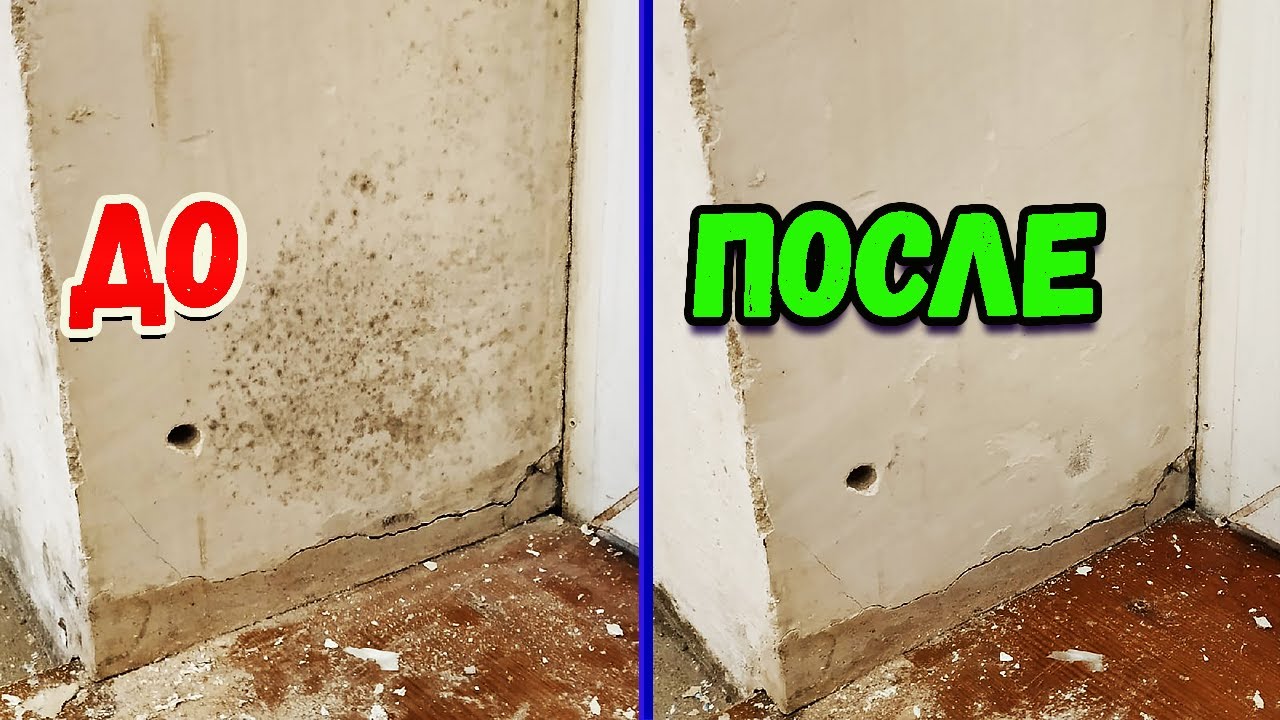 Как легко избавиться от плесени и грибка на стенах (простой и дешёвый способ)