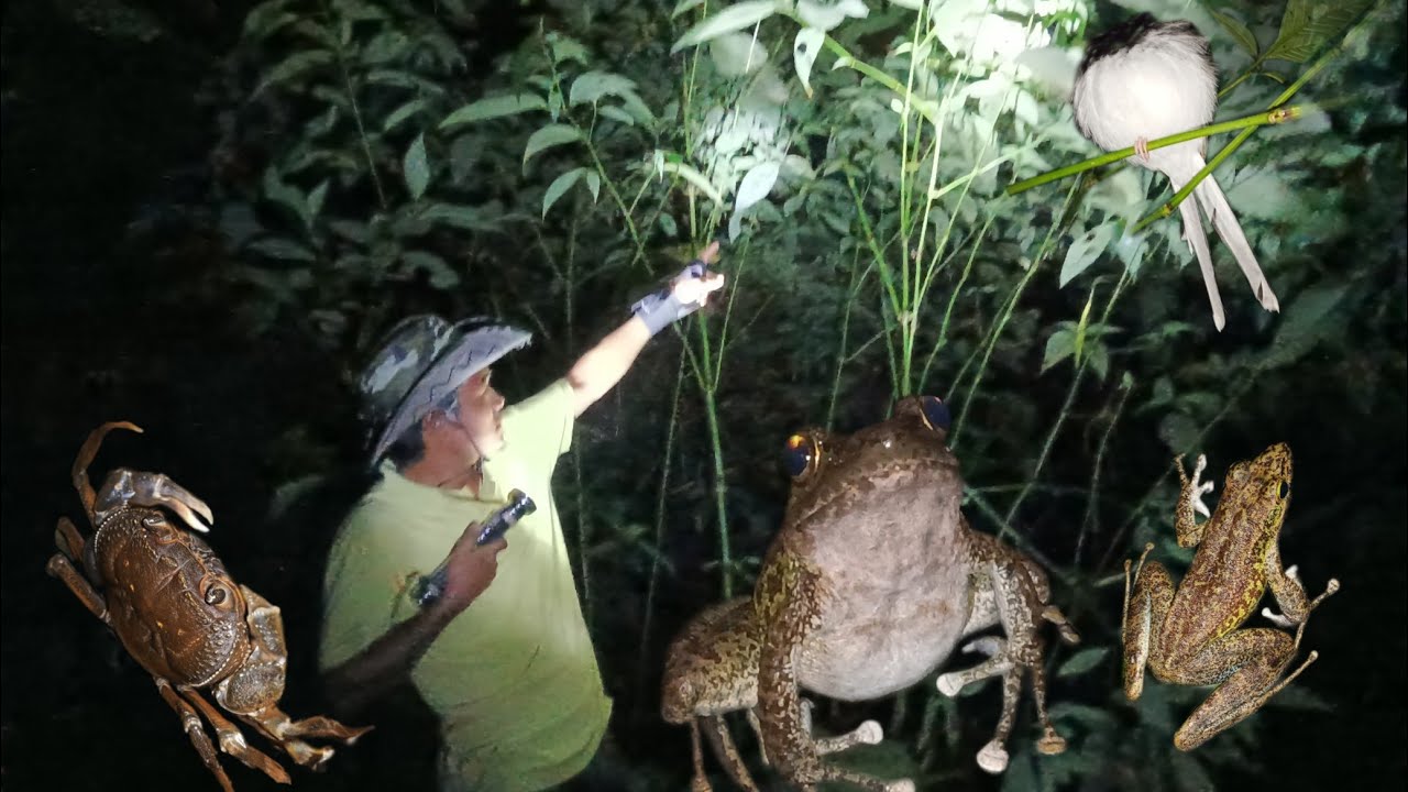 HUNTING FROGS AT NIGHT IN MOUNTAIN RIVER || #catching frogs🐸🐸