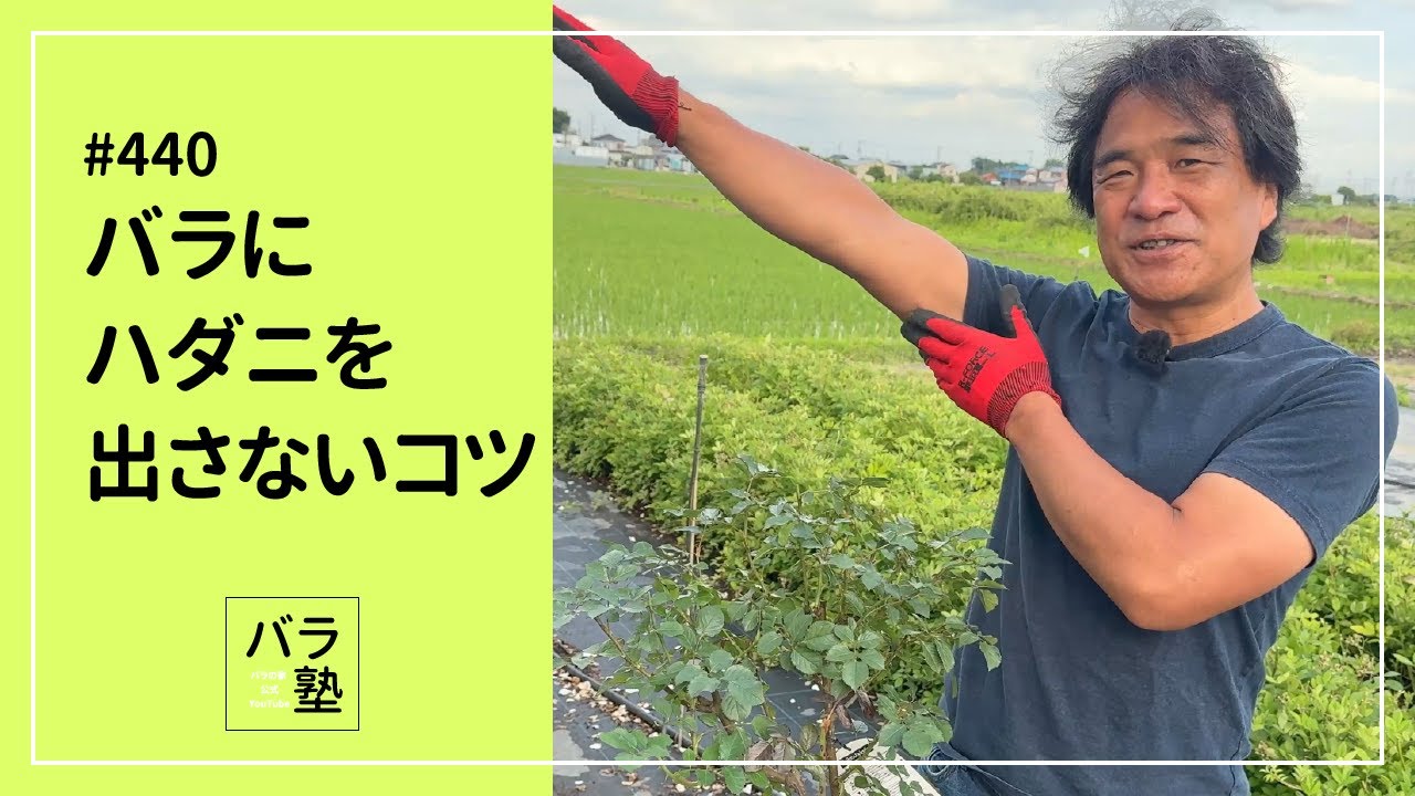 #440 バラにハダニを出さないコツ