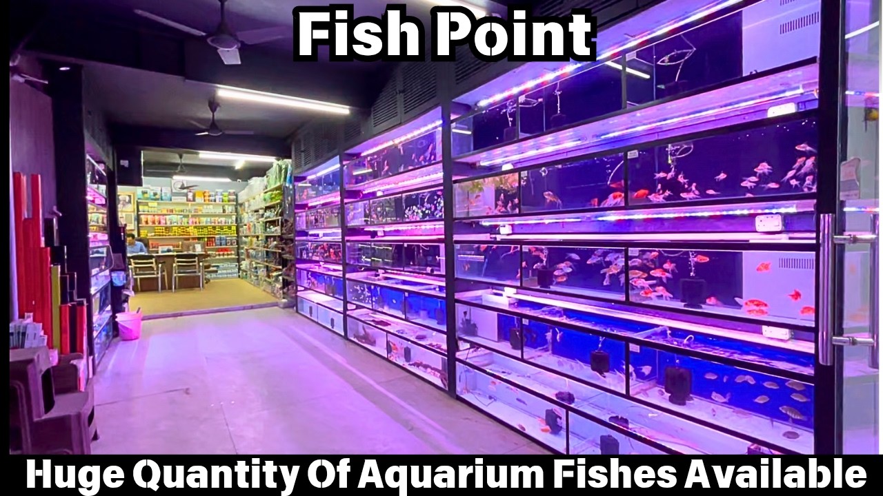 Aquarium Fishes For Sale At Fish Point Sarojini Nagar Market Delhi | Huge Quantity Aquarium Fishes
