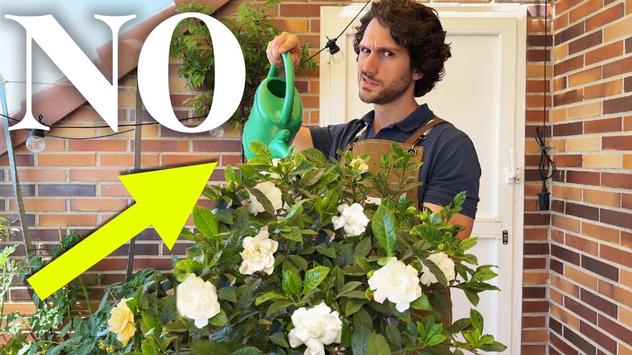 ASÍ perderás las FLORES | Regar Gardenias
