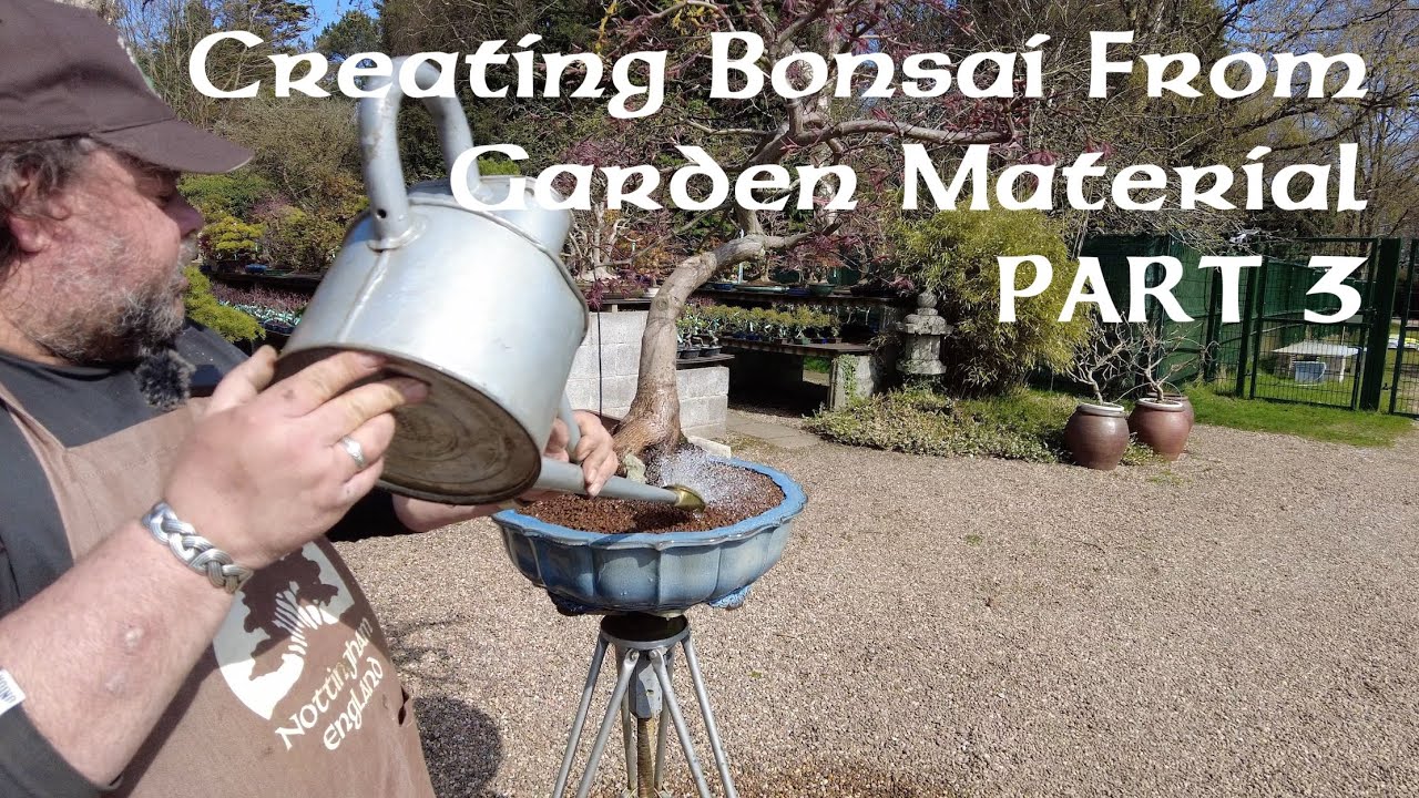 Creating Bonsai from Garden Material... PART 3 - Greenwood Bonsai Studio