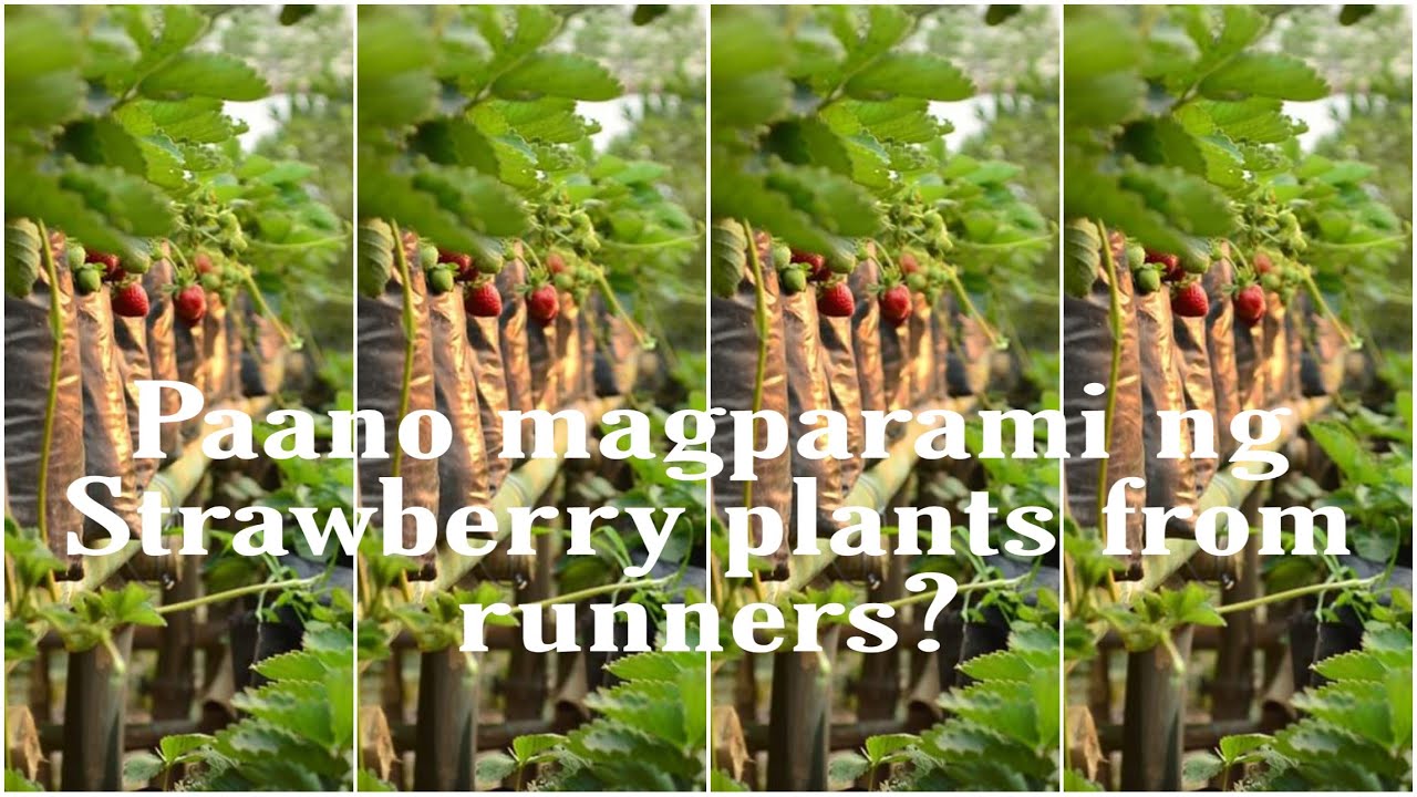 How to propagate strawberry plant? 🍓