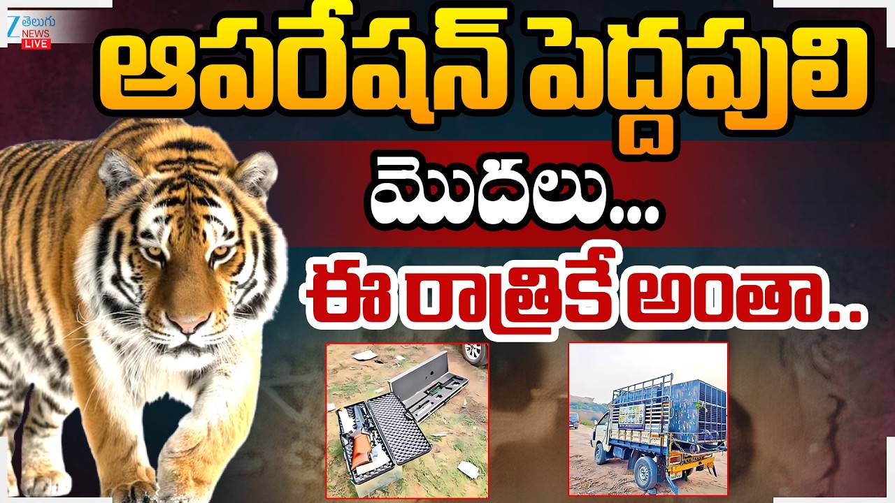 LIVE: High Alert In Rajahmundry | Tiger Spotted at Diwancheruvu |ఆపరేషన్ పెద్దపులిమొదలు... | ZEE