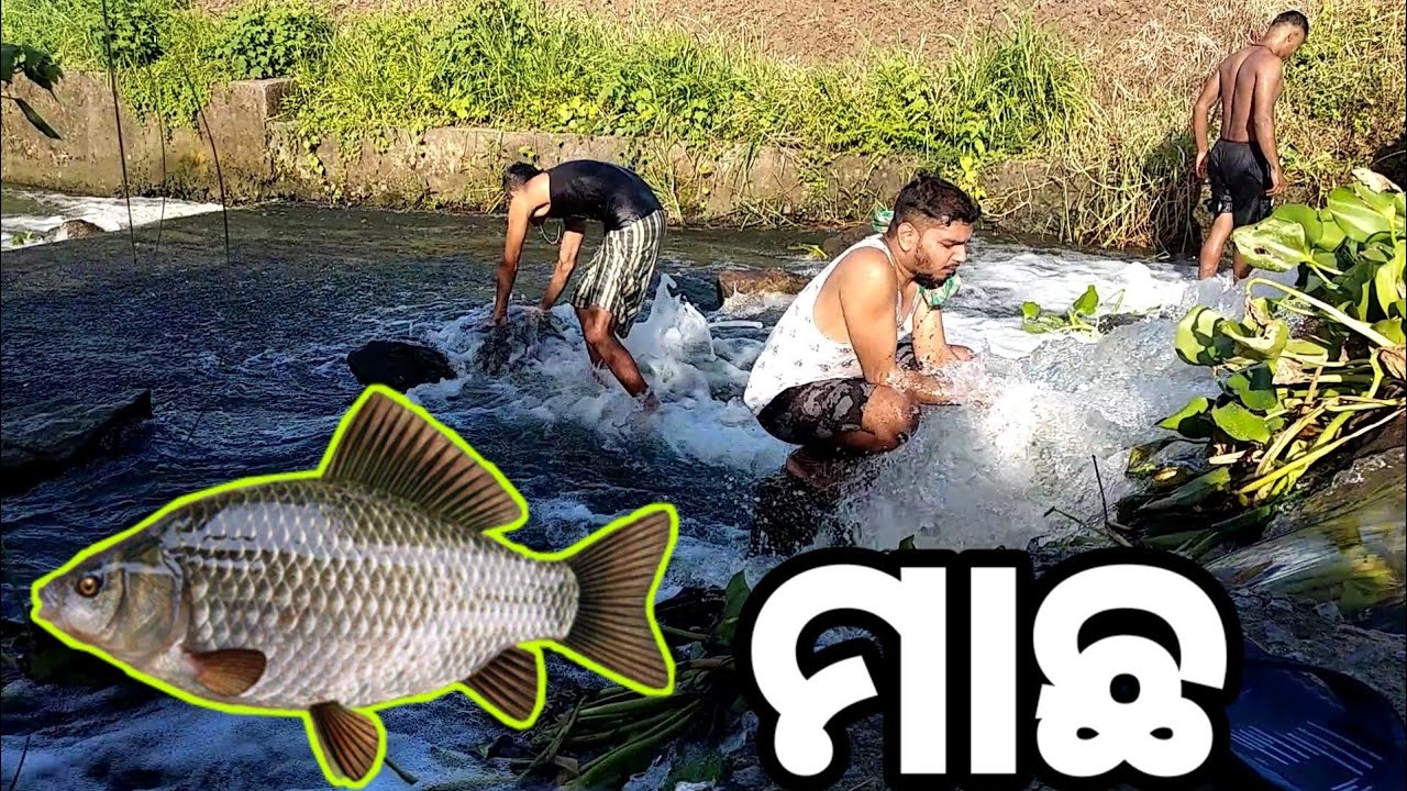 Let's have fun fishing in the village. Odia Vlog video