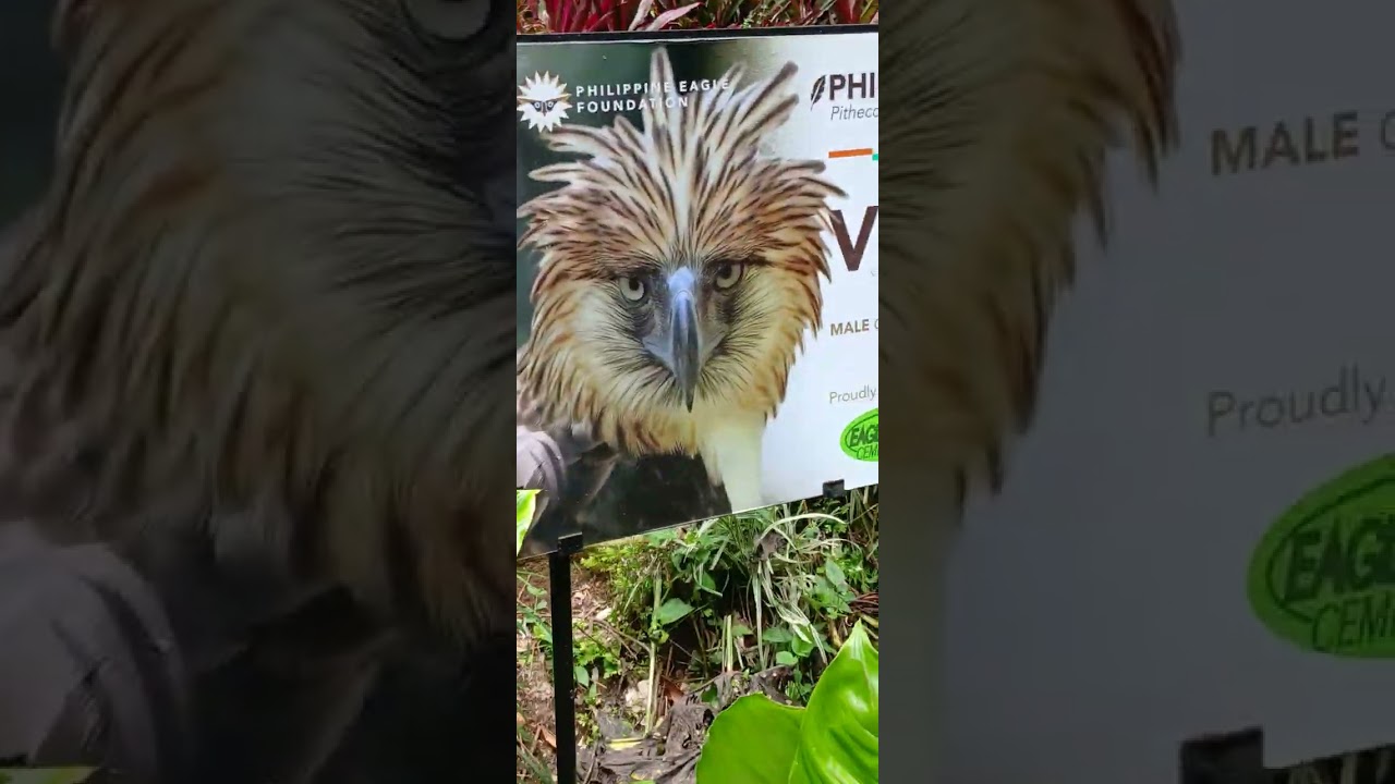 Davao Philippines eagle park