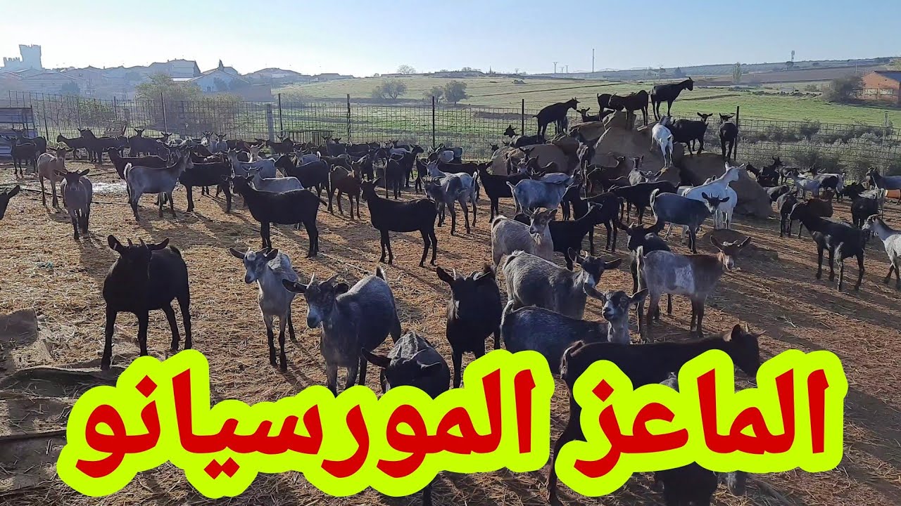 شراء فحل للماعز 🐐🐐