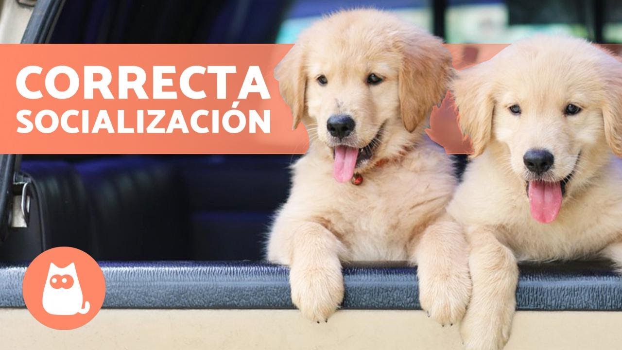 Cómo SOCIALIZAR a un CACHORRO con otros PERROS 🐶