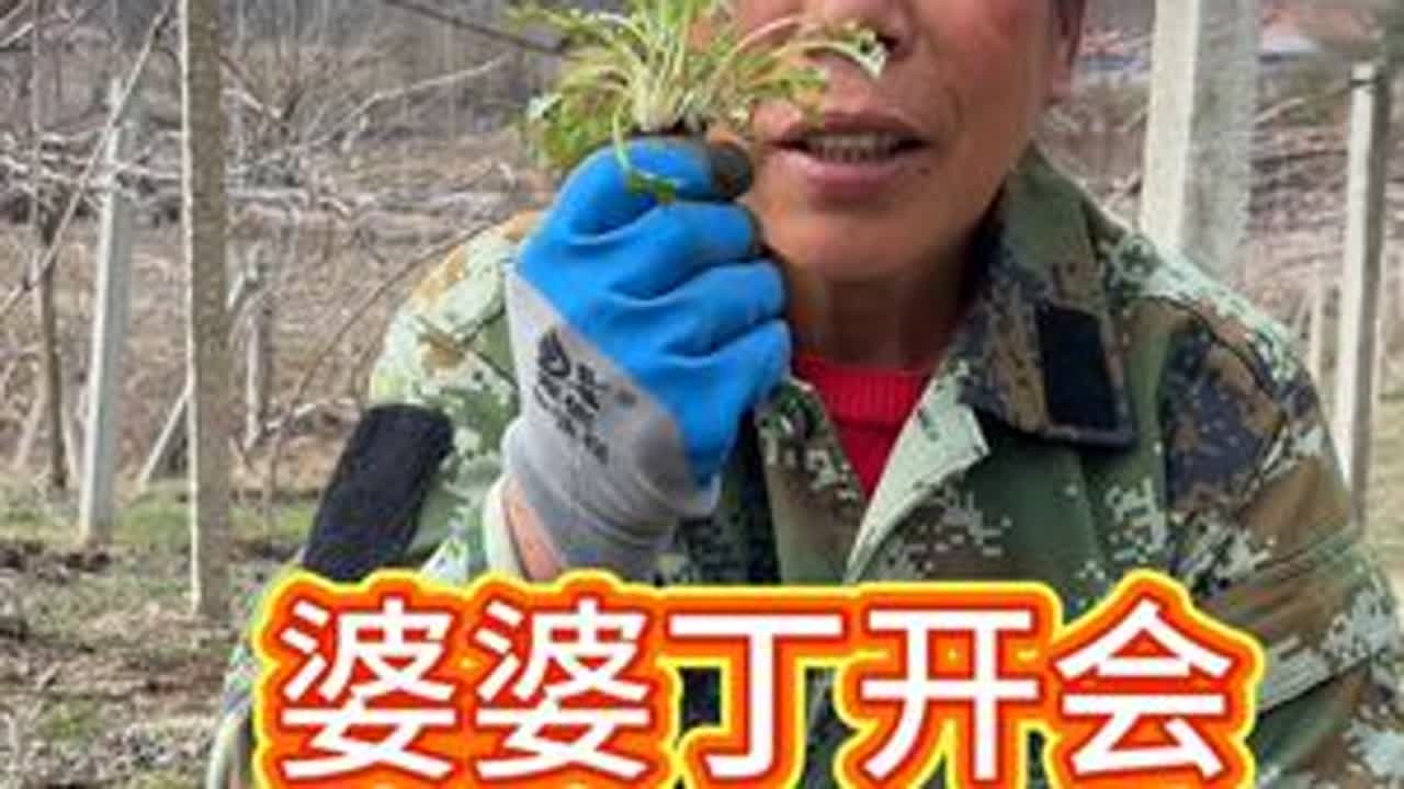 #我的乡村生活 #大自然的馈赠 挖婆婆丁 包菜包子。#婆婆丁新吃法