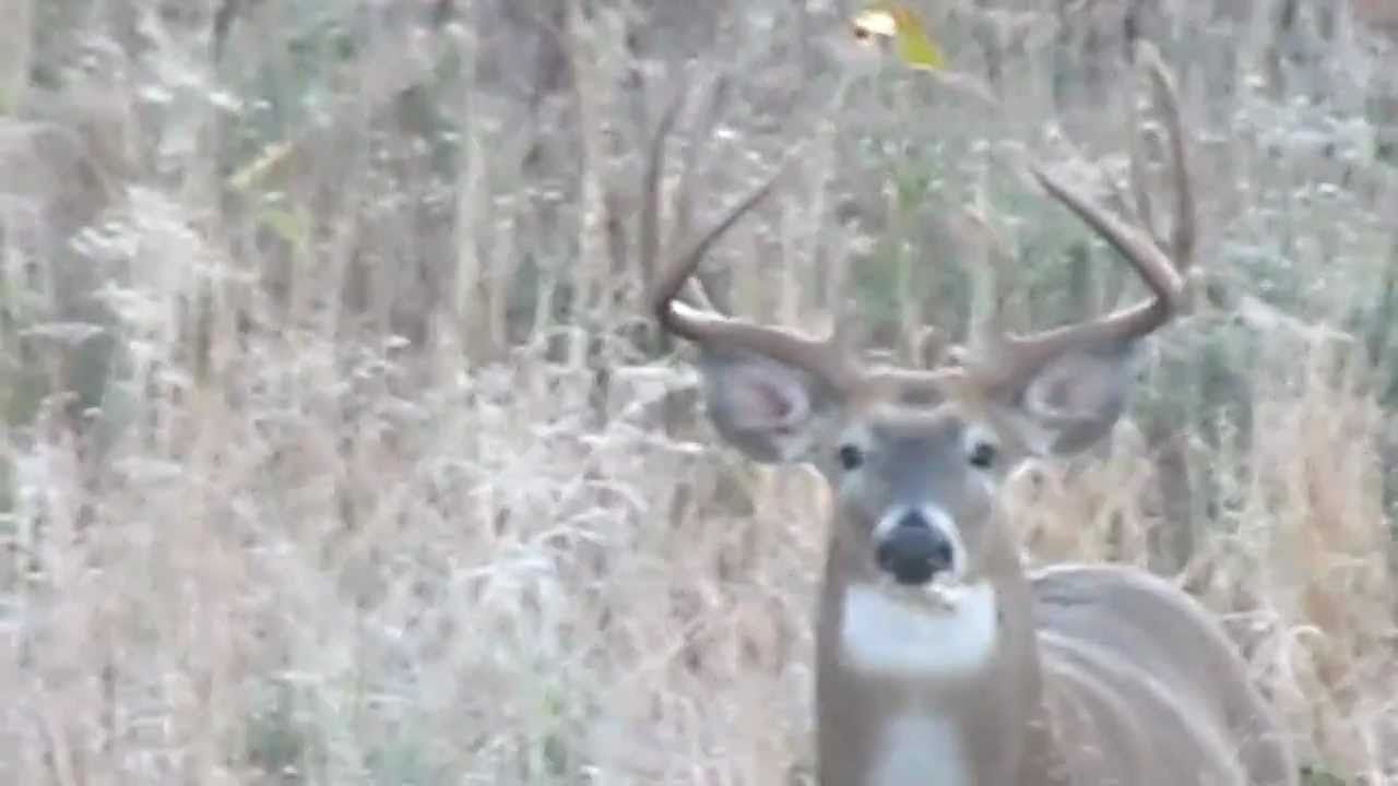 double patch buck  DEAD BUCK