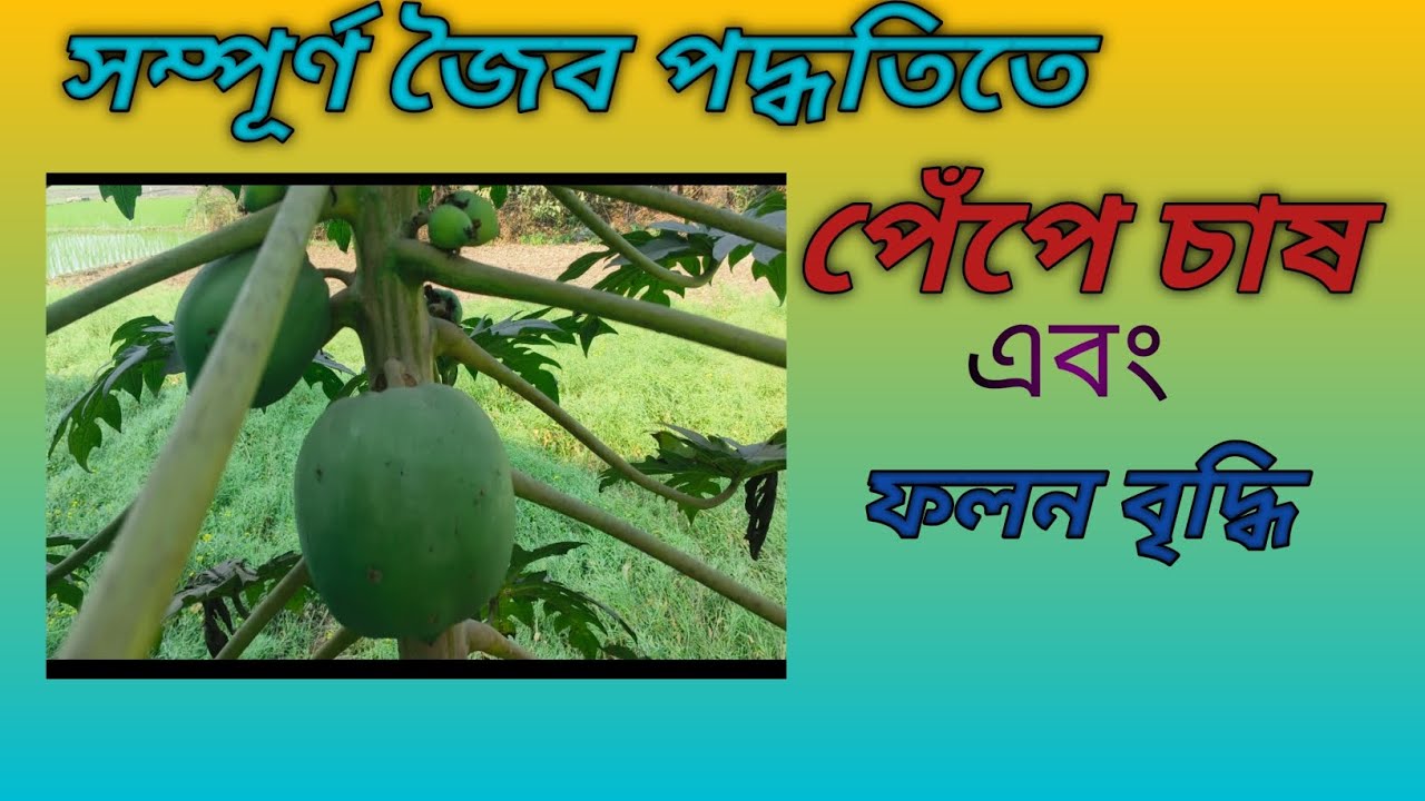 সম্পূর্ণ জৈব পদ্ধতিতে পেঁপে চাষ 