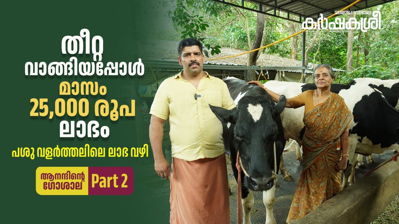 തീറ്റ വാങ്ങിയപ്പോൾ മാസം 25,000 രൂപ ലാഭം; പശു വളർത്തലിലെ ലാഭ വഴി; ആനന്ദിന്റെ ഗോശാല Part 2