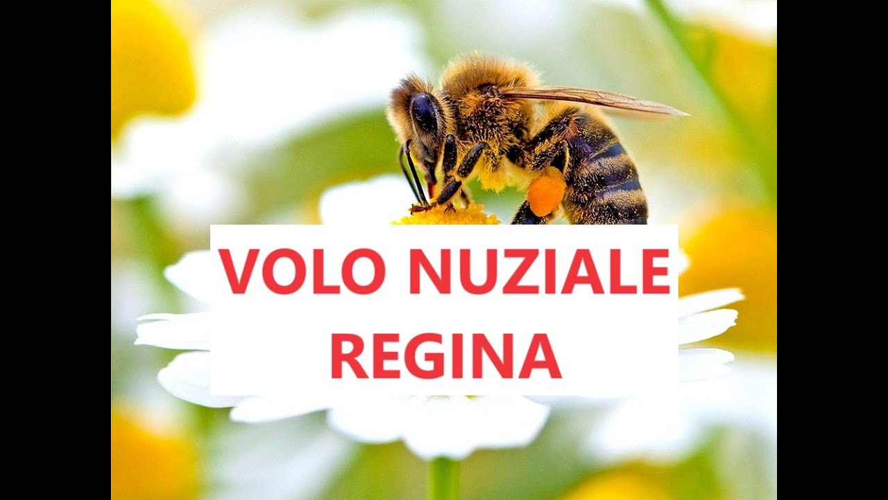Apicoltura: volo nuziale ape regina. Come si feconda in volo un ape con più maschi