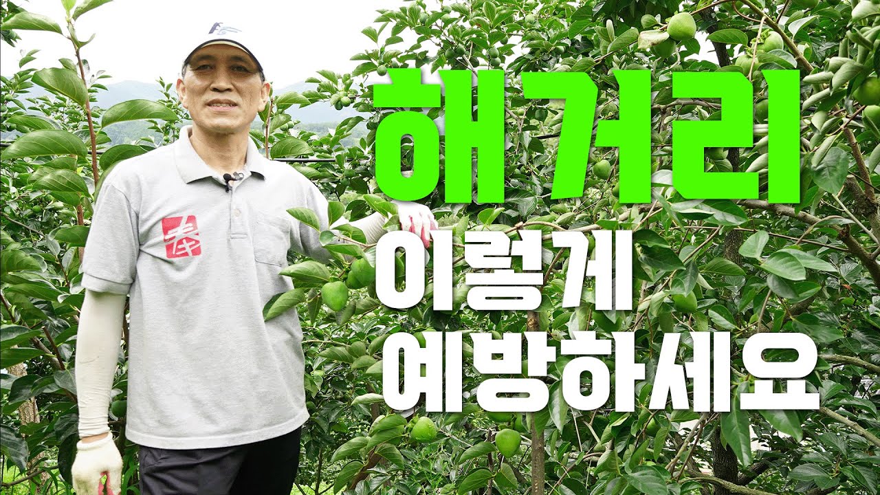 열매가 떨어지는 해거리 완벽히 예방하는 방법 ㅣ해거리 예방하기 ㅣ 수분수의 중요성