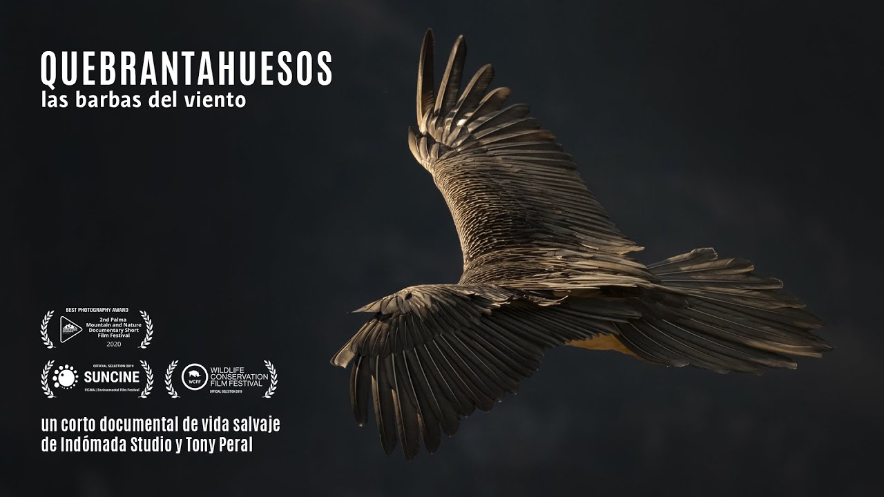 DOCUMENTAL/ Quebrantahuesos, las barbas del viento