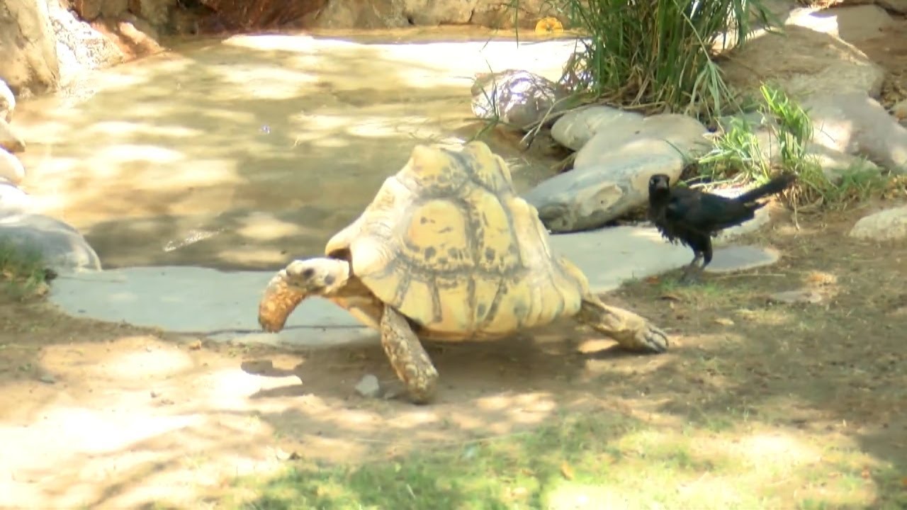 Zoo 4 You: Helpful tips for owning a leopard tortoise