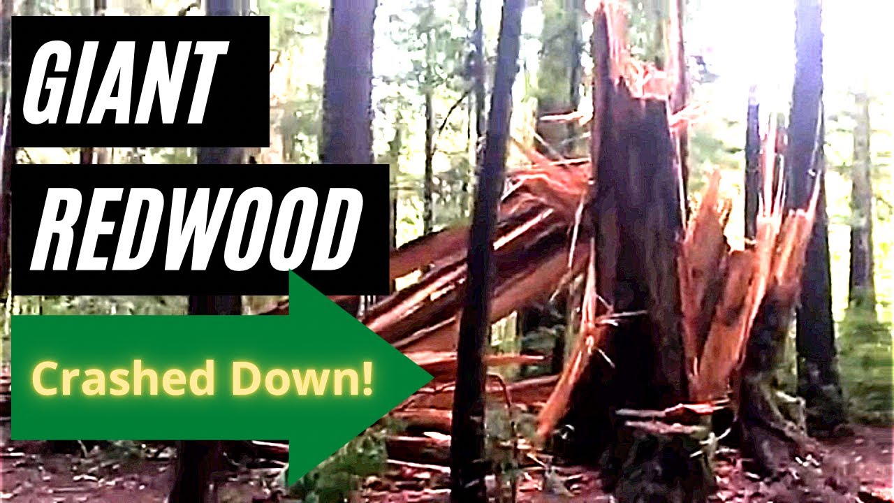 Redwoods to Oak Bottom