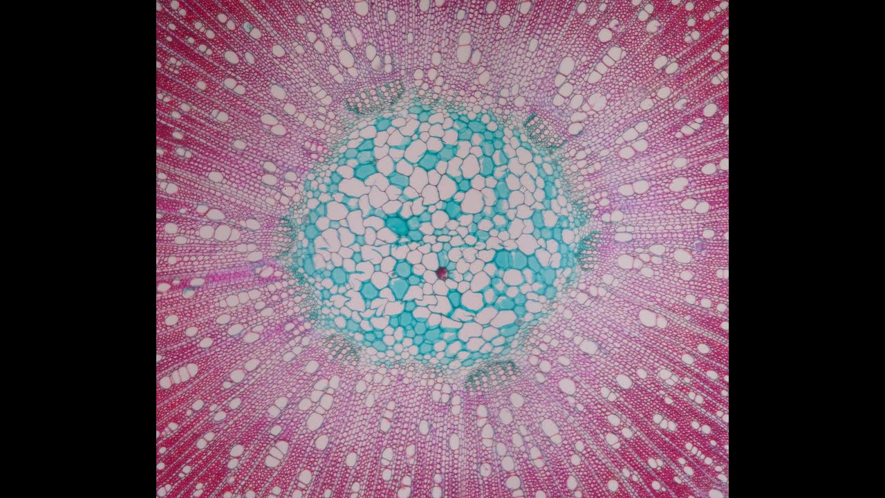 non toxic microscope slide Making - microtechnique