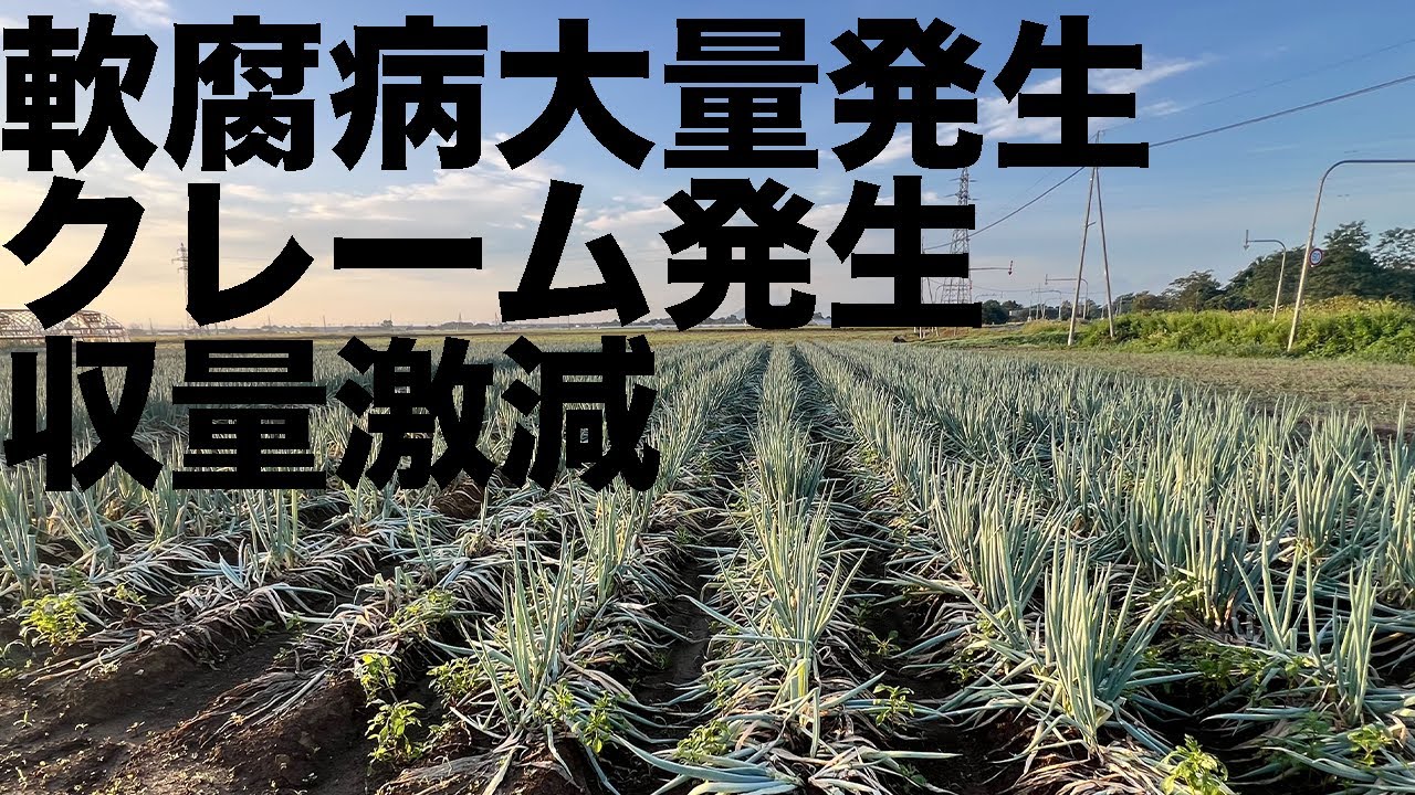 【クレーム発生】ネギ畑で何が起きてる！？軟腐病、クレーム、収量激減！？