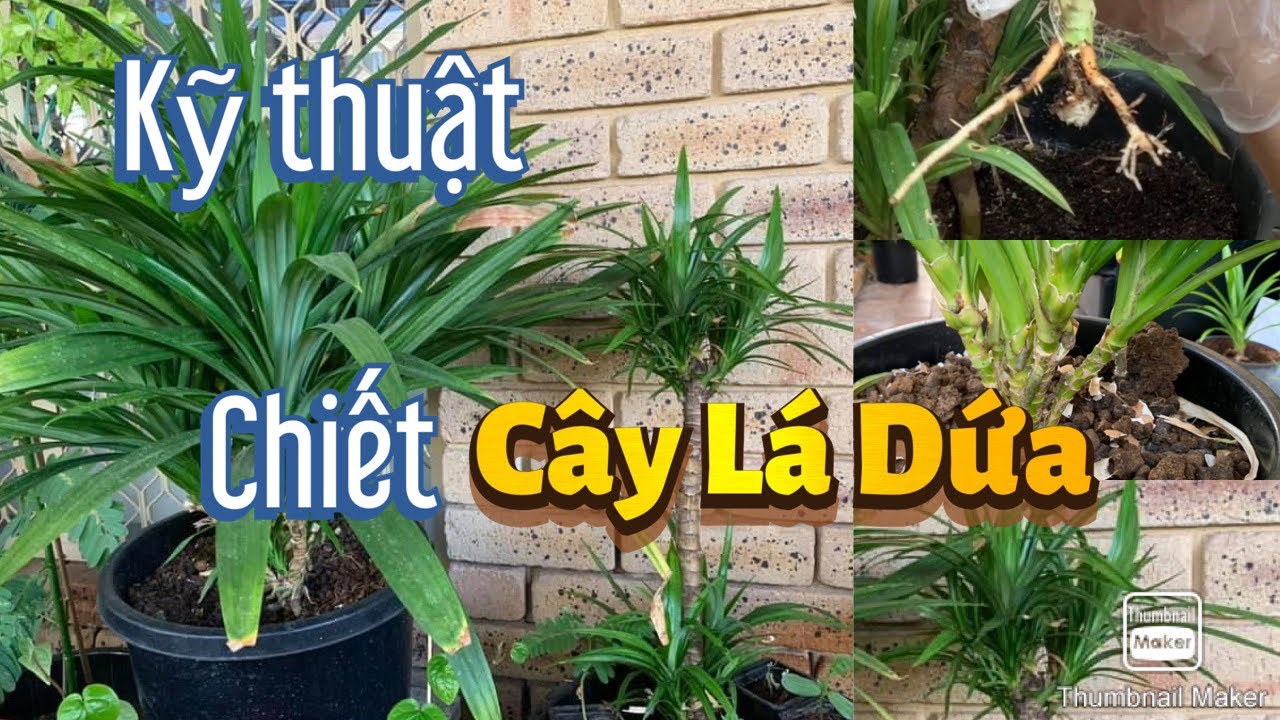 #54 🇦🇺Chia sẻ kinh nghiệm tách cây dứa con từ cây mẹ | Growing pandan plant