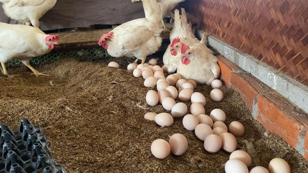 High-Output Egg Farm  🐔🥚| Daily Collection from Free-Range Layers