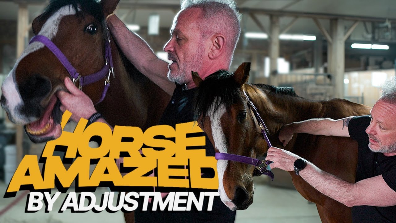 POLICE HORSE ~ Transformed: Incredible Results After CHIRO Adjustment!