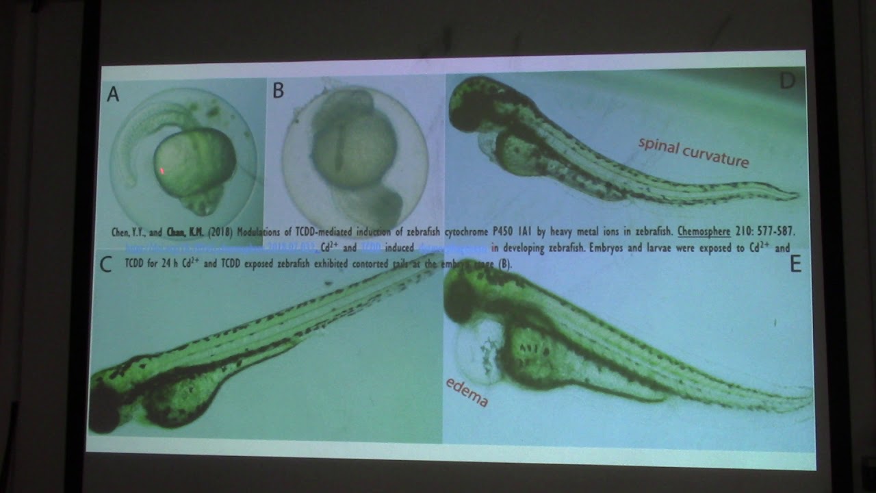 Zebrafish 1D Toxicology and Environmental Studies