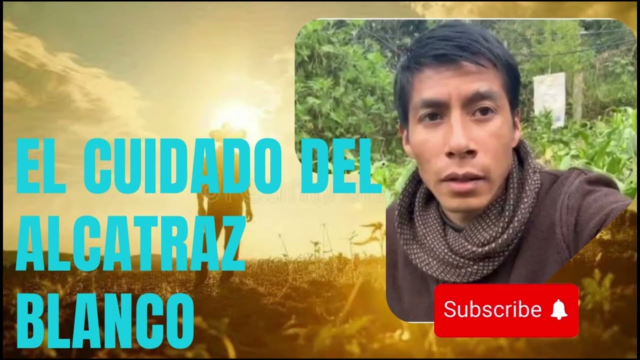 El cuidado del alcatraz blanca 