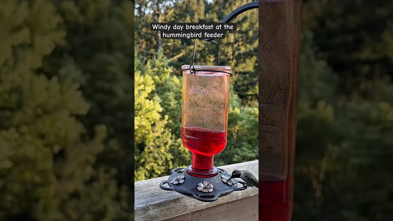 Just a windy day for the hummingbirds #wildlifevideo #nature #birdsong