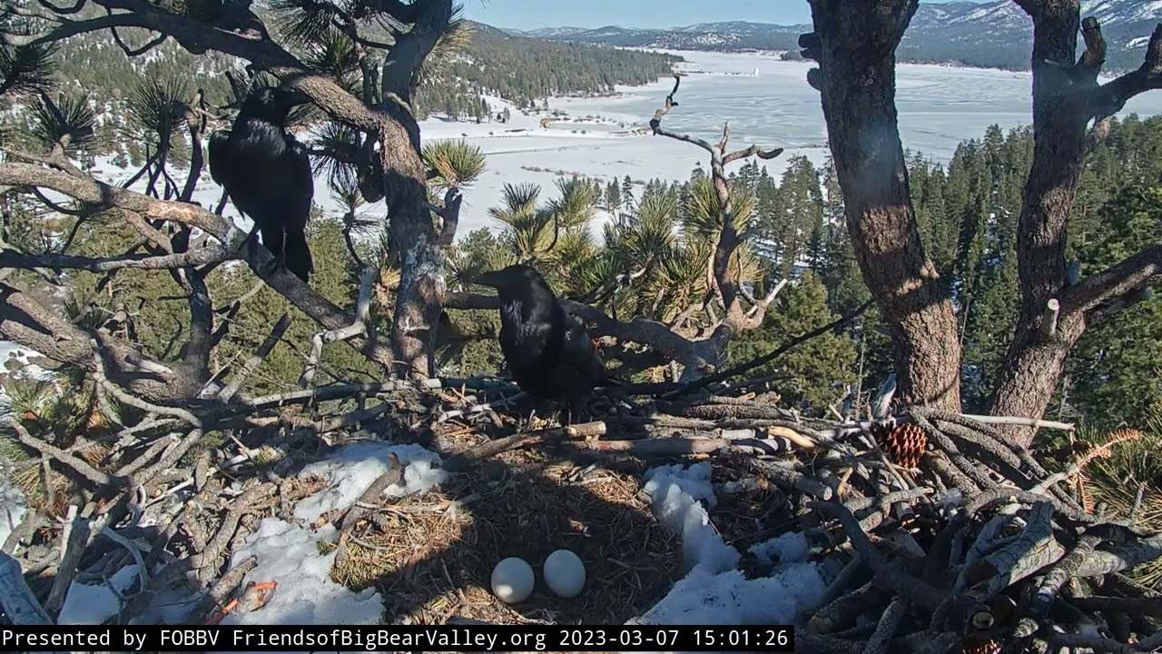 КРУКИ ЗЇДАЮТЬ ЯЙЦЯ. ГНІЗДО БІЛОГОЛОВОГО ОРЛАНА. США 7-3-23 - RAVENS&EGGS. BALD EAGLE'S NEST. USA