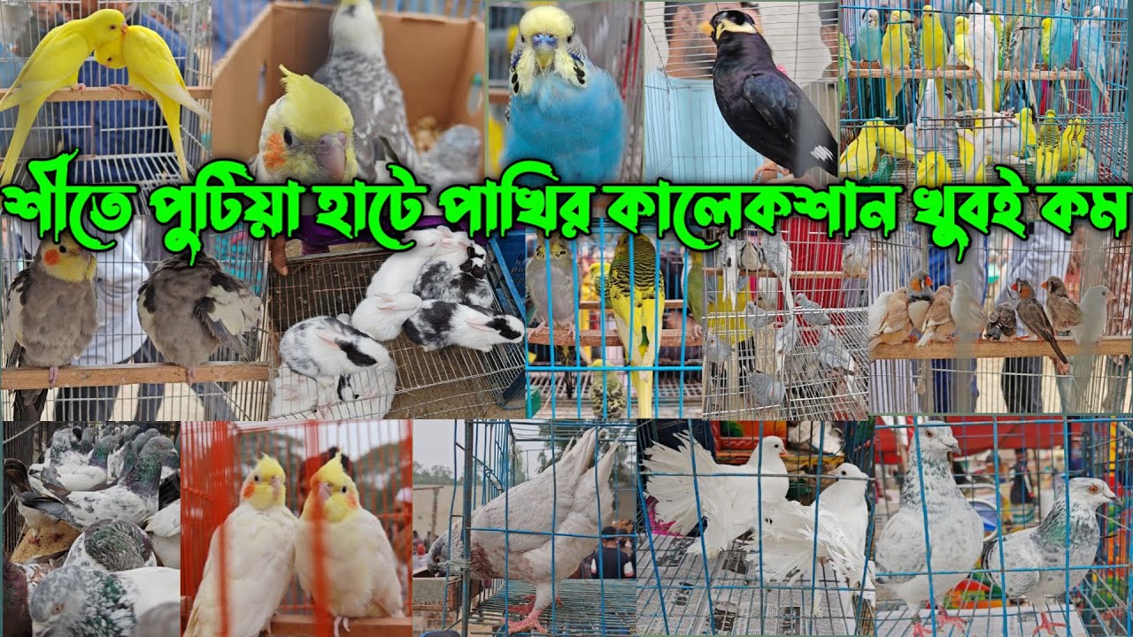 শীতে পুটিয়া হাটে পাখির কালেকশান খুবই কম