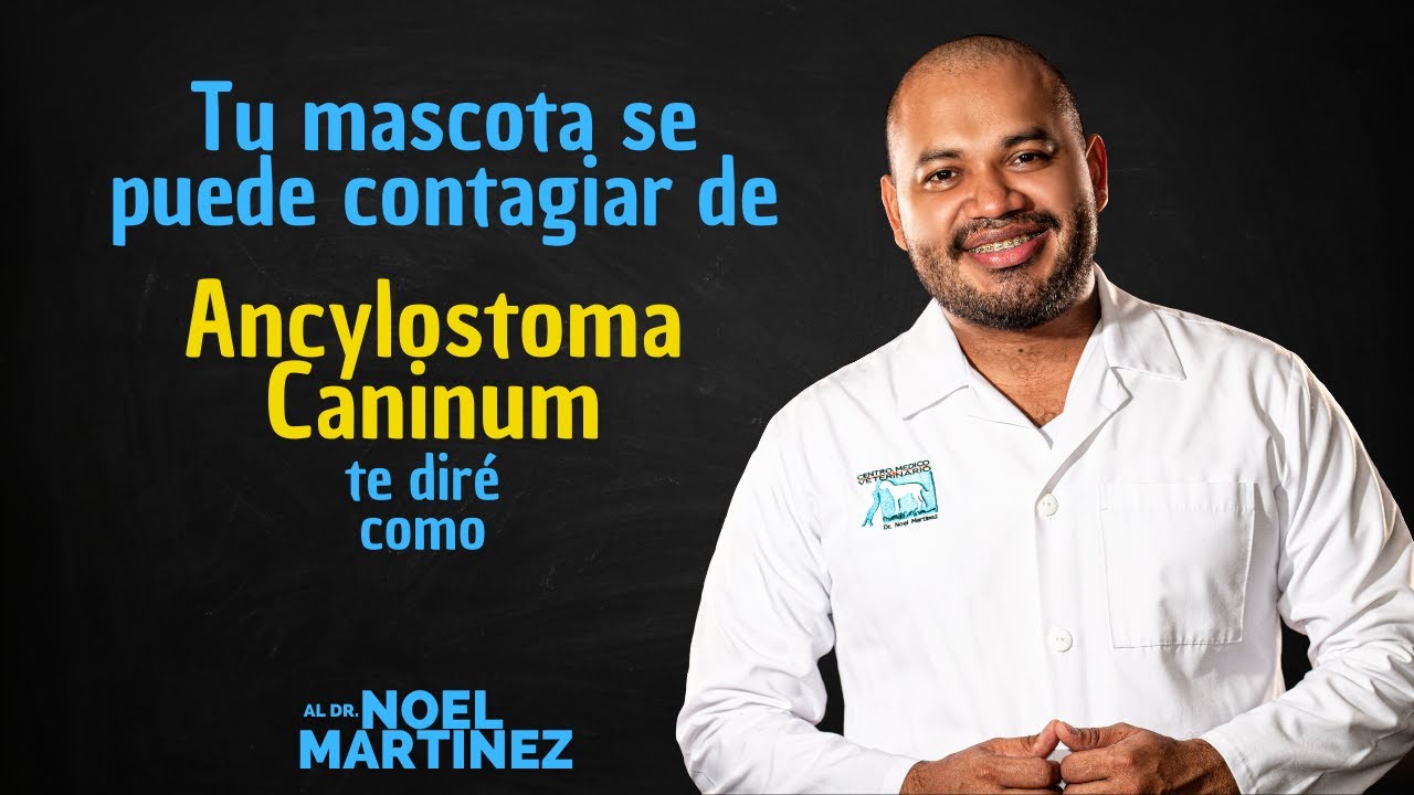 Ancylostoma Caninum - Dr Noel Martinez