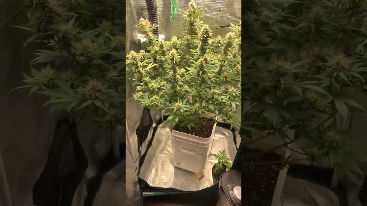 Grow Peaceful. 2x2 150watt.