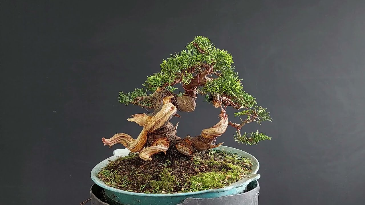 Juniperus Itoigawa Bonsai, stage#1. How to make Bonsai.