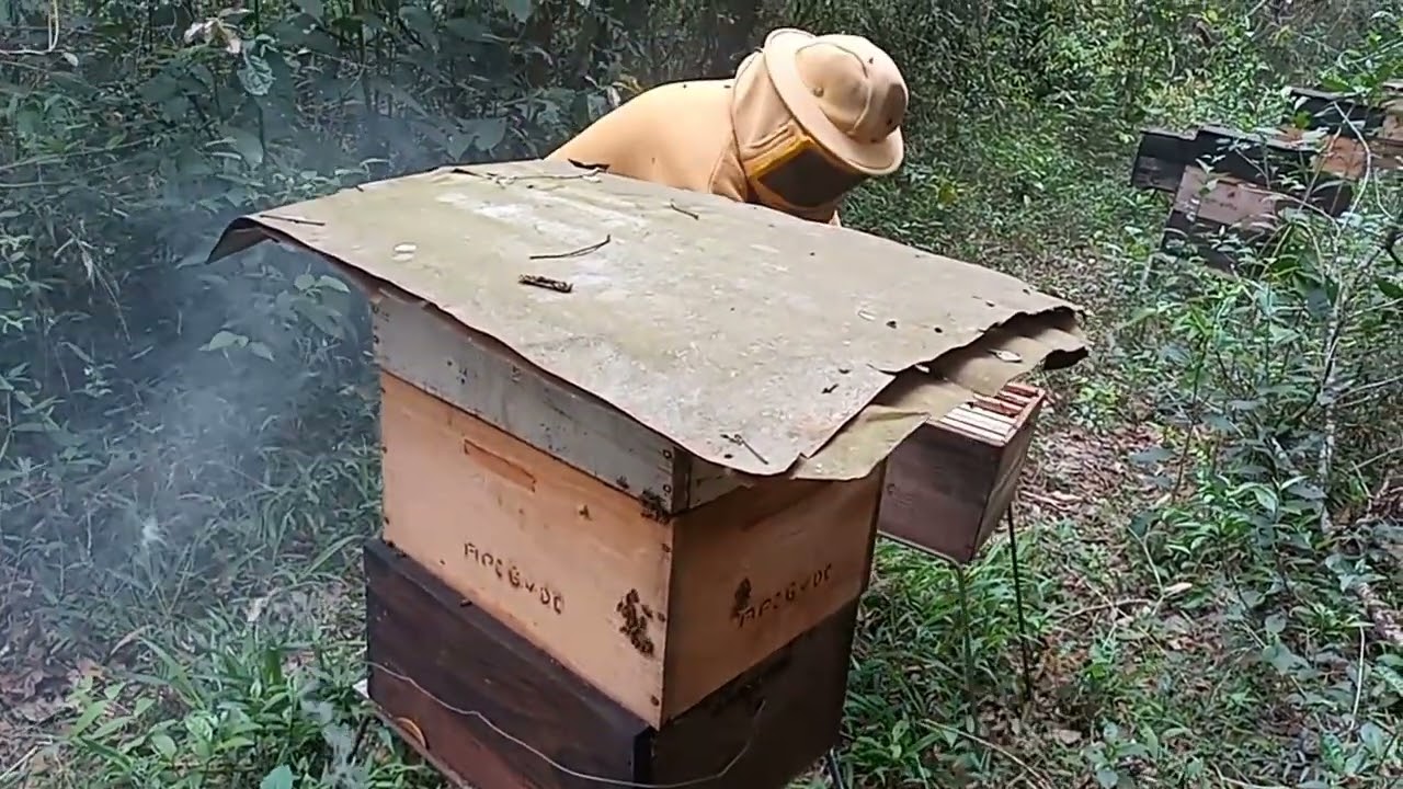 COLHEITA DE MEL SIVESTRE MELGUEIRAS LACRADAS