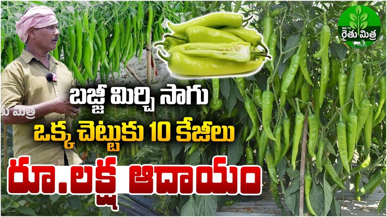 Bajji Mirchi Cultivation | బజ్జీ మిర్చి సాగు విధానం | Mirchi Farming Guide | BIG TV Rythu Mithra