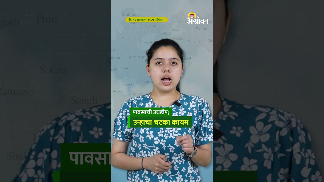 Monsoon Update: राज्यात पावसाच्या उघडिपीसह उन्हाचा चटका कायम राहण्याचा अंदाज  | Agrowon