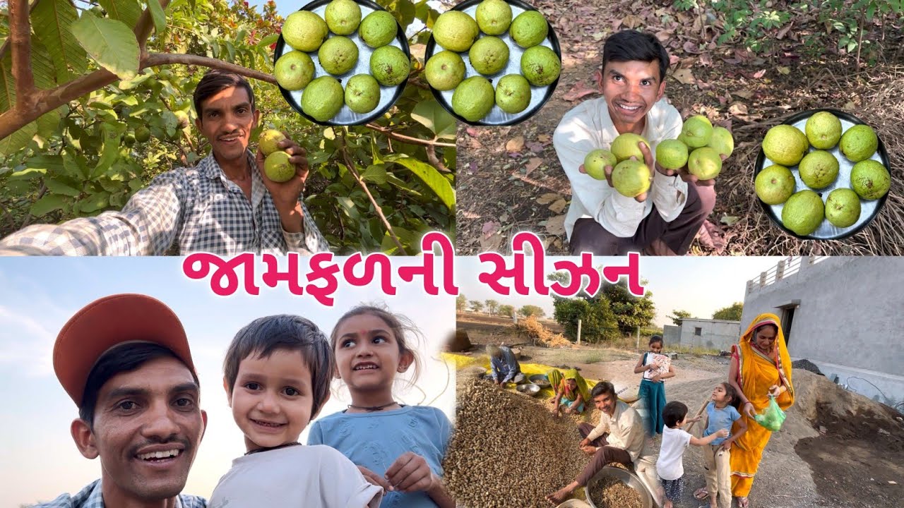 મોટા જામફળ 🍐|| Life at Botad Village Vlogs