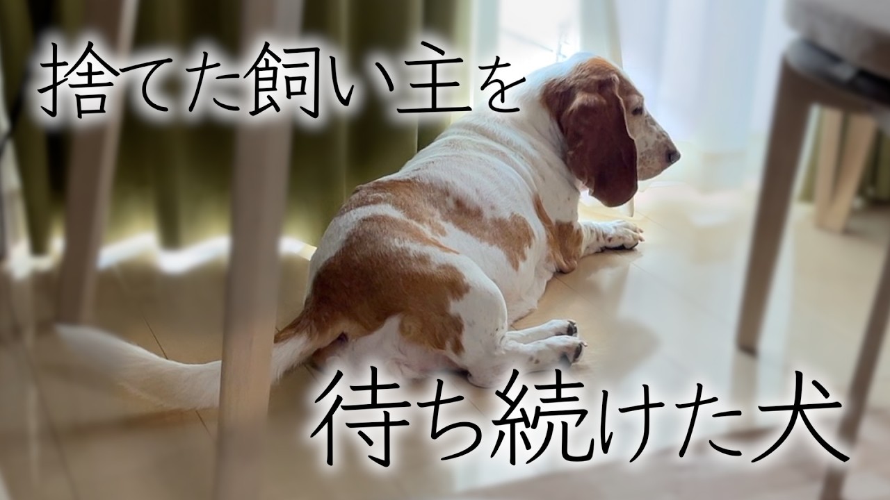 【感動の結末】自分を捨てた飼い主を待ち続ける保護犬