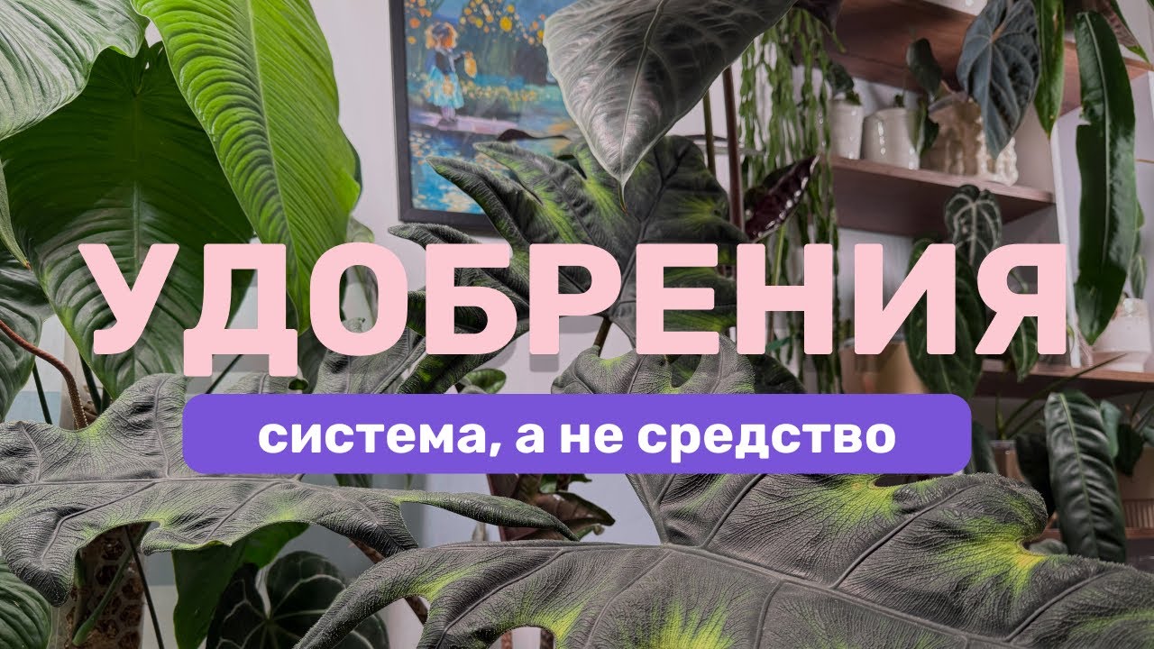 Удобрения: когда, чем и как я кормлю растения
