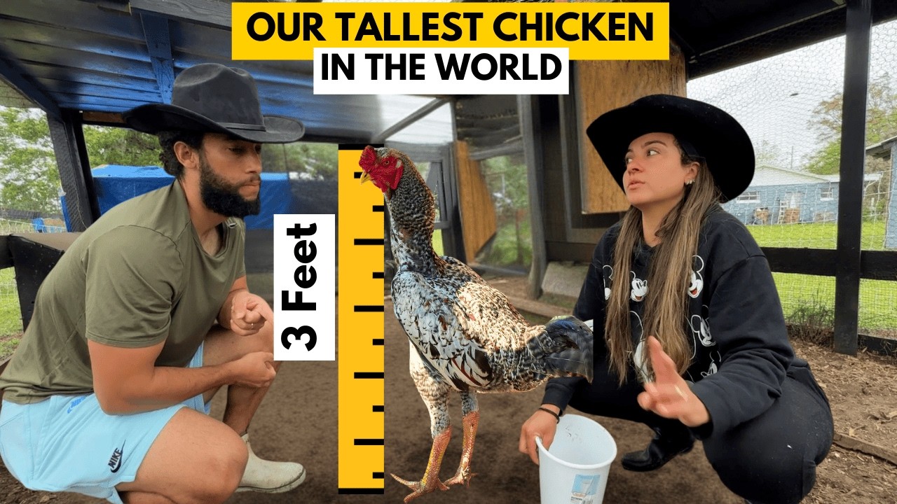 WE GOT THE TALLEST CHICKEN IN THE WORLD - INDIO GIGANTE