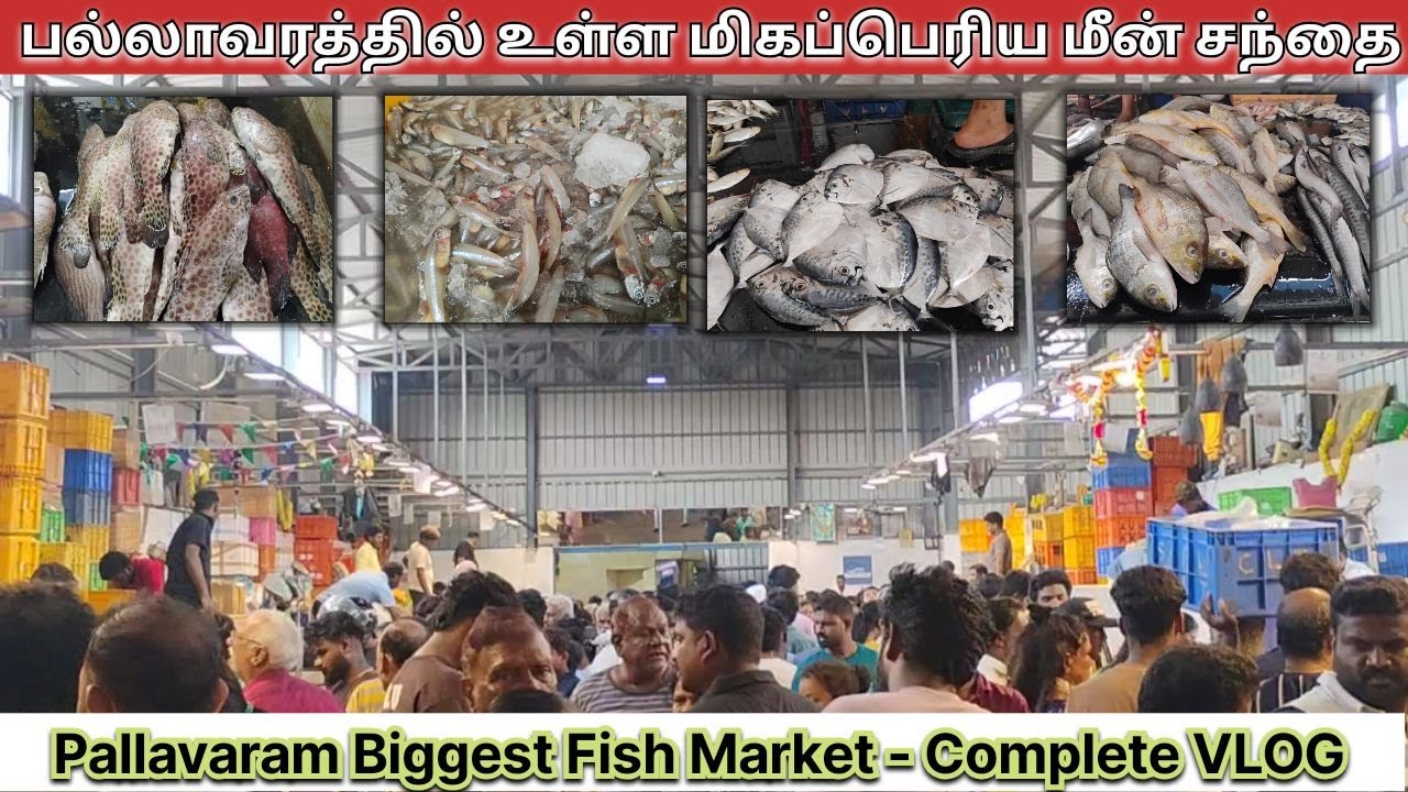 பல்லாவரத்தின் மிகப்பெரிய மீன் சந்தை -  CHENNAI PALLAVARAM PKS FISH MARKET COMPLETE VLOG